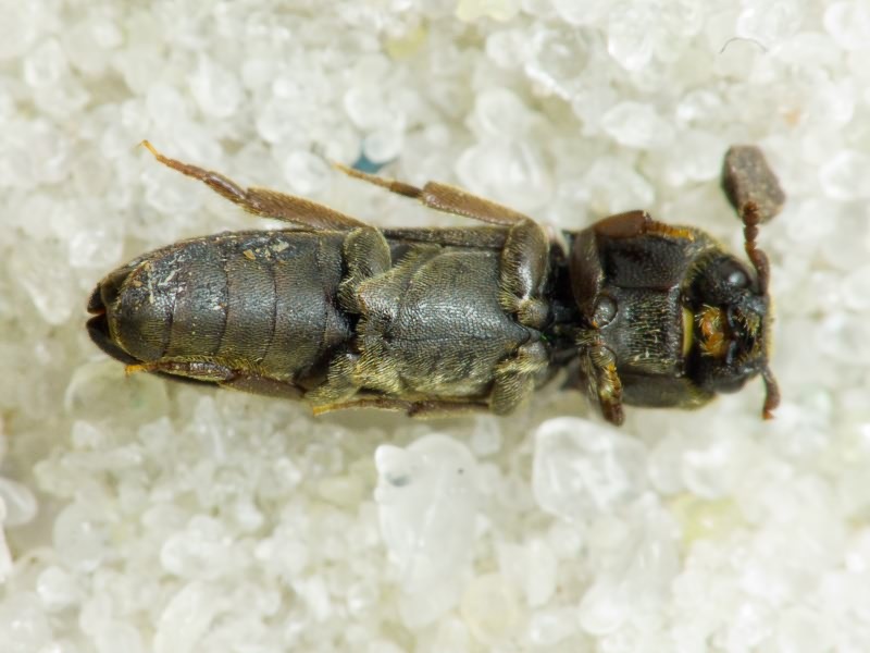 Melasis buprestoides (Linnaeus, 1761)